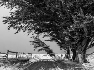 Sandymount Trees - Alan Dove